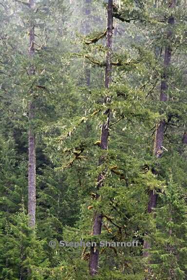 oldgrowth quartzville creek 3508a graphic